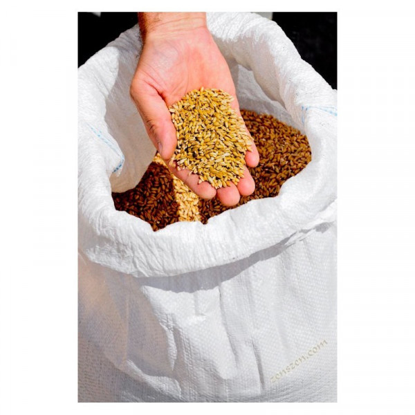 Topinambur 1 kg bulw do konsumpcji lub na sadzeniaki DOSTĘPNY OD KOŃCA WRZEŚNIA